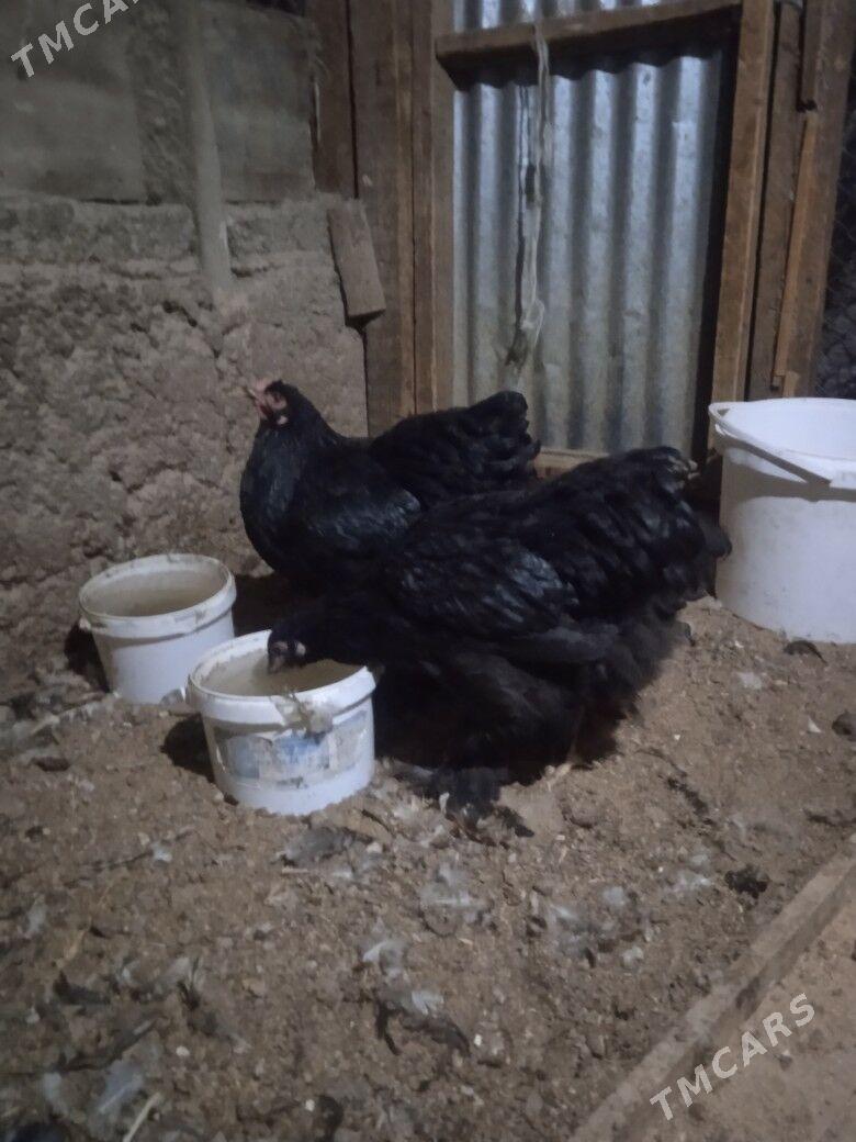 Brama kokeýheýin - Херрикгала - img 4