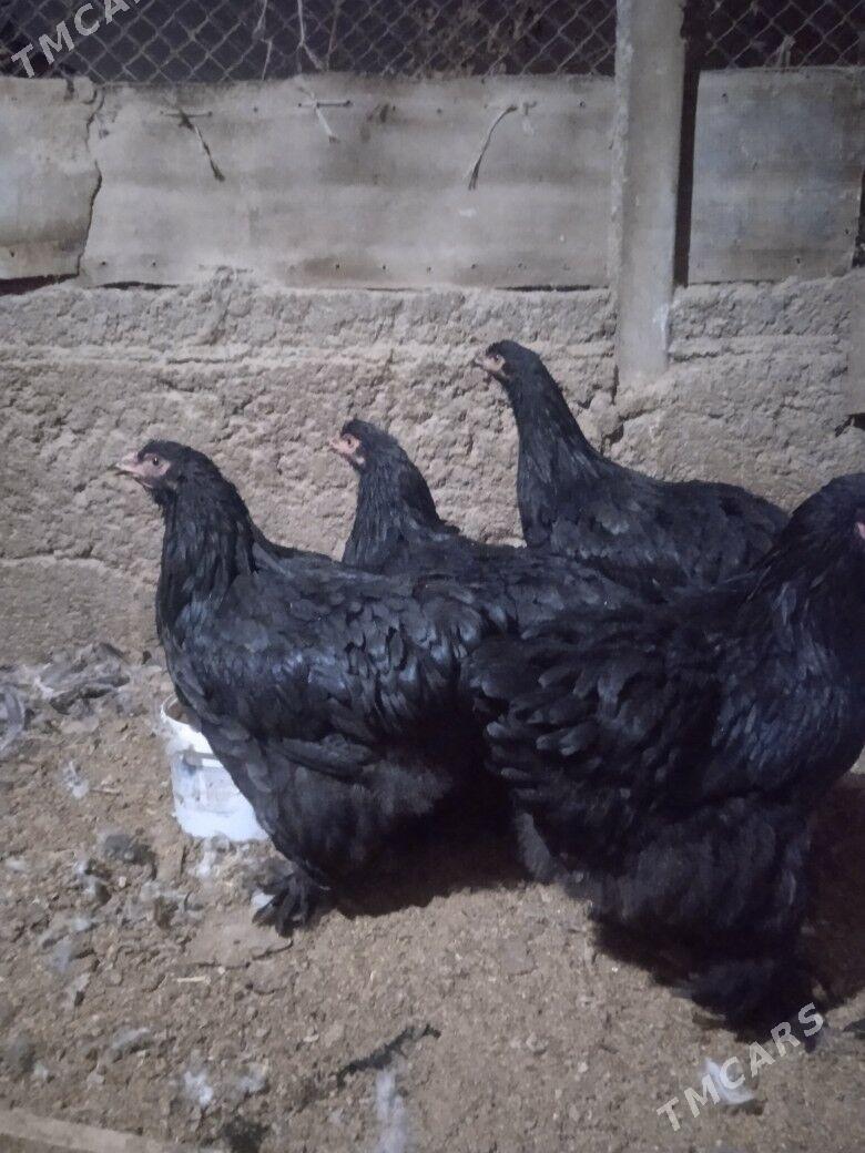 Brama kokeýheýin - Херрикгала - img 3