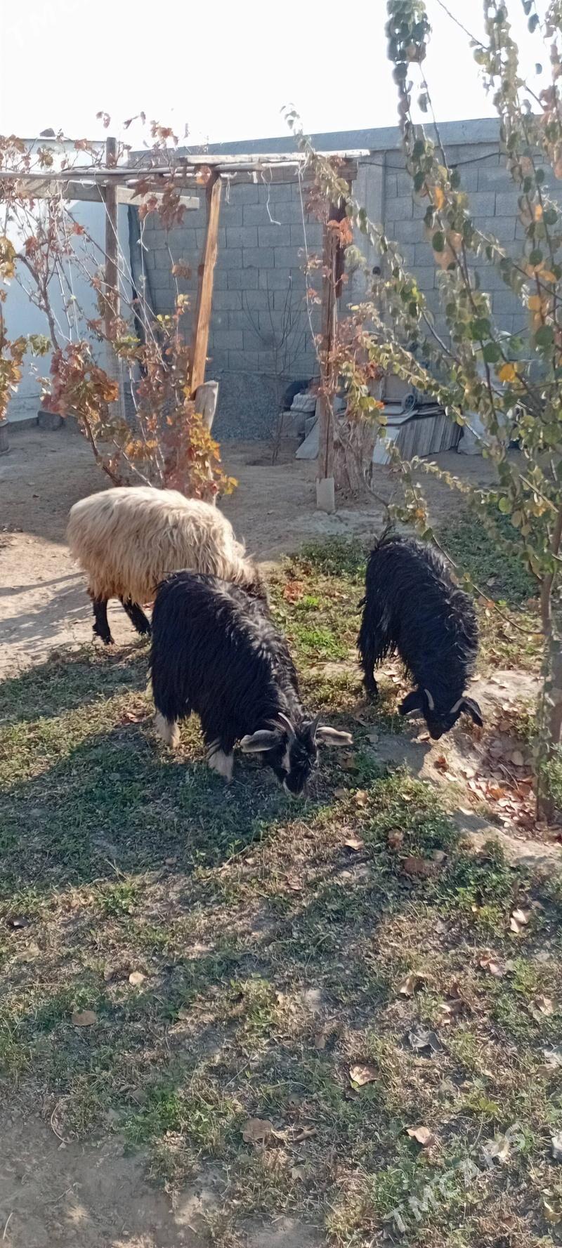 Çewiş - Ашхабад - img 2