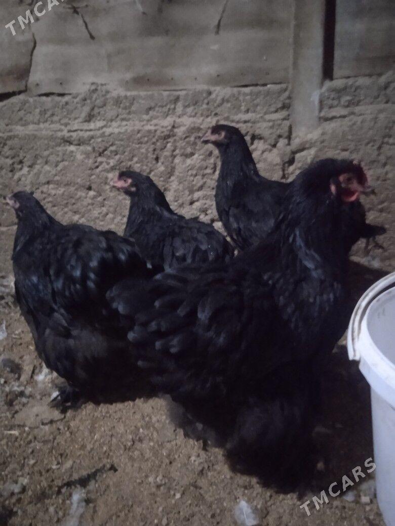 Brama kokeýheýin - Херрикгала - img 5