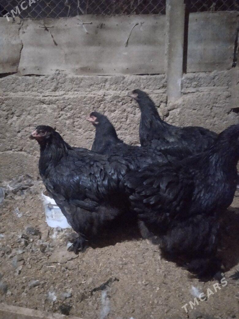 Brama kokeýheýin - Херрикгала - img 2