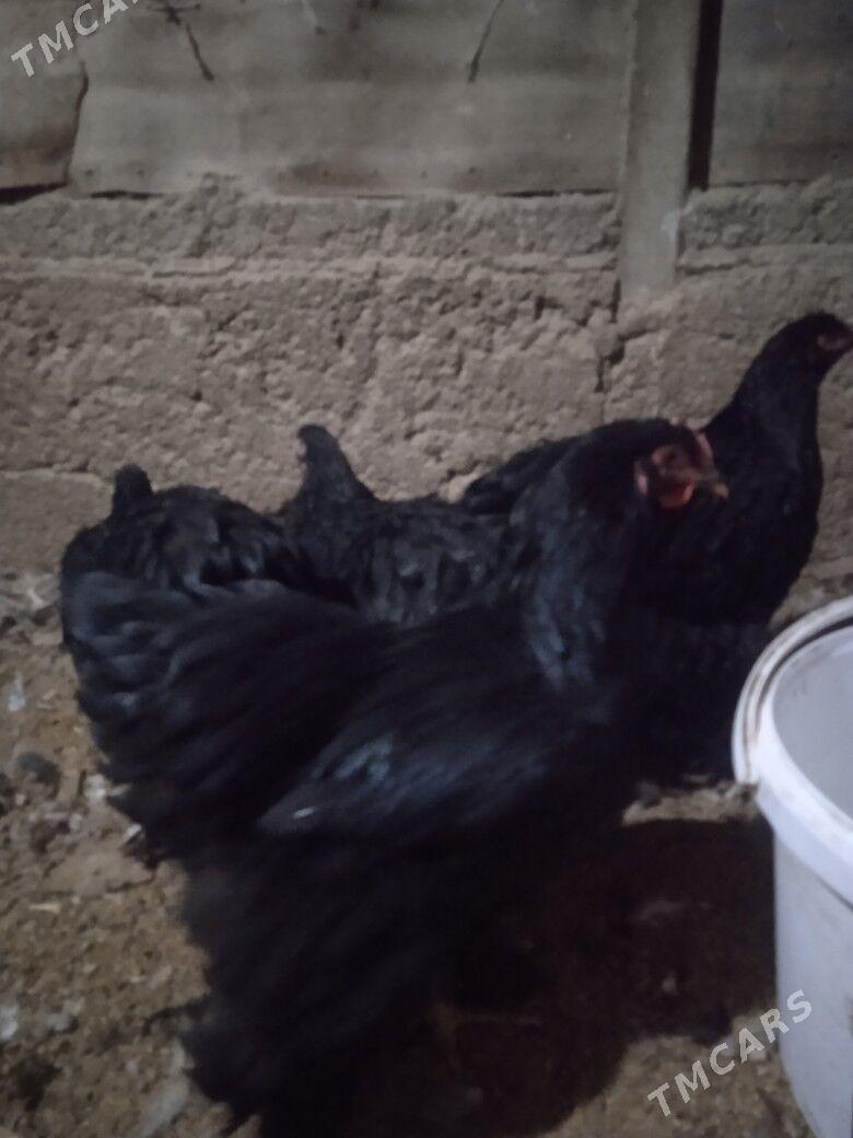 Brama kokeýheýin - Херрикгала - img 6