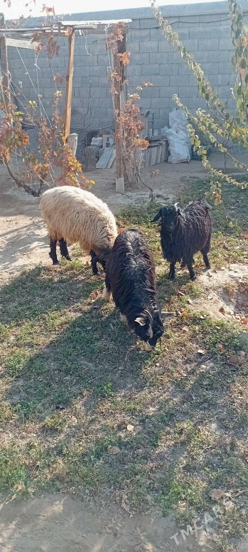 Çewiş - Ашхабад - img 3