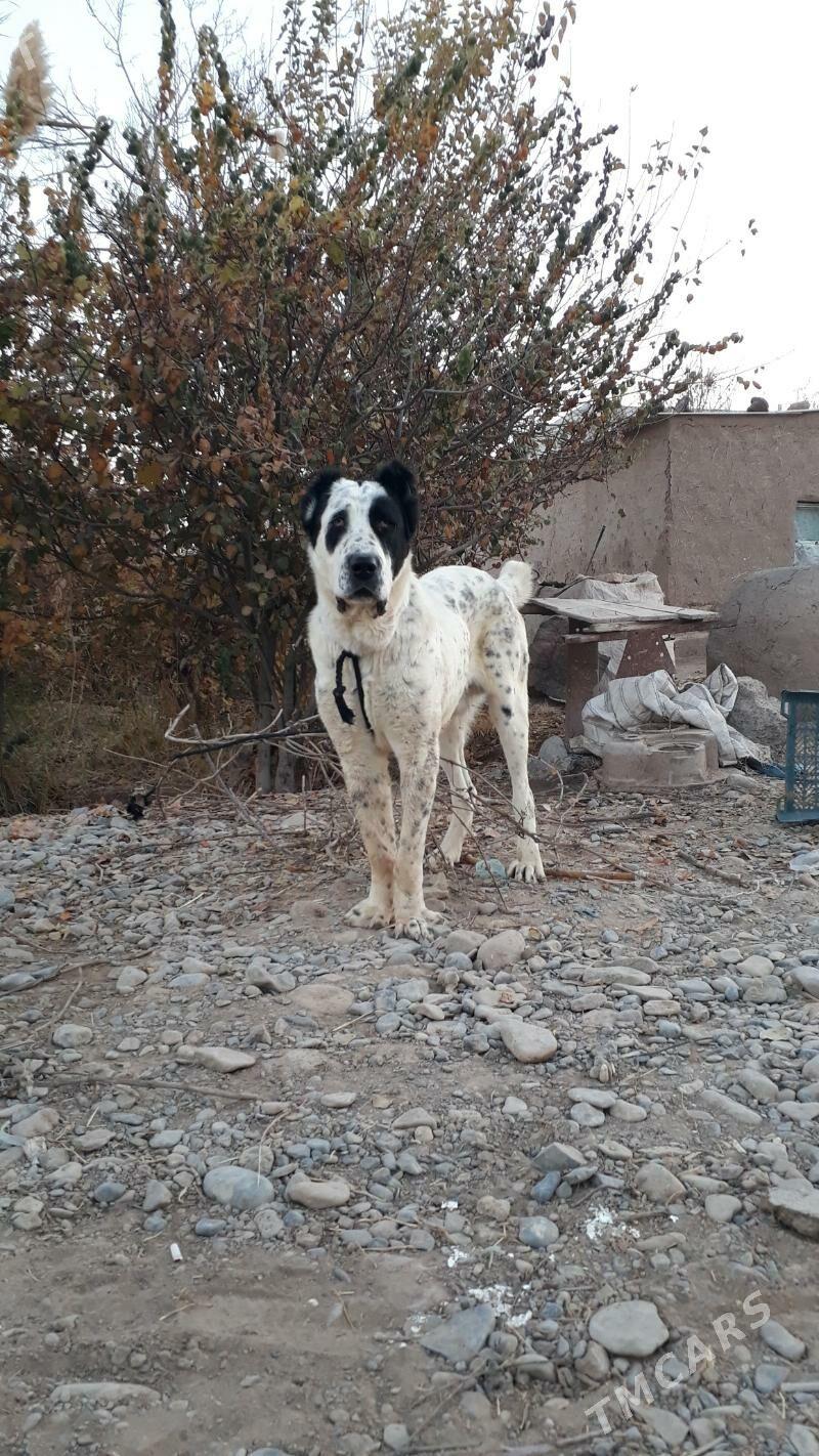 Baluw - Tejen - img 3