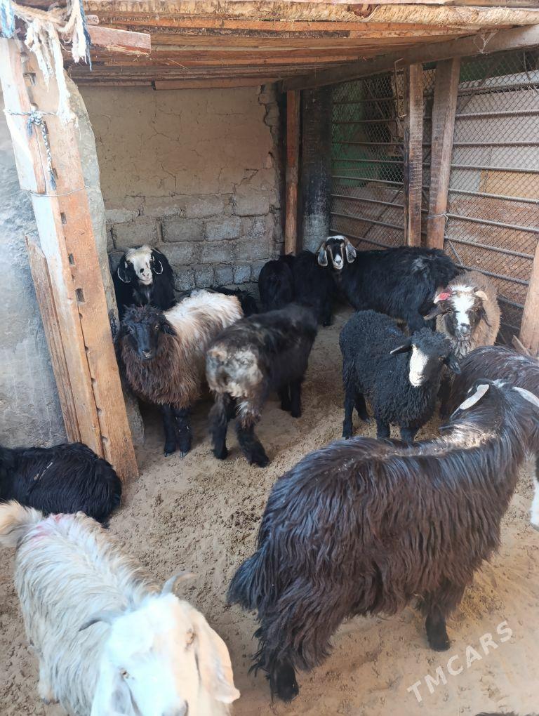 TOKLY - Hitrowka - img 3