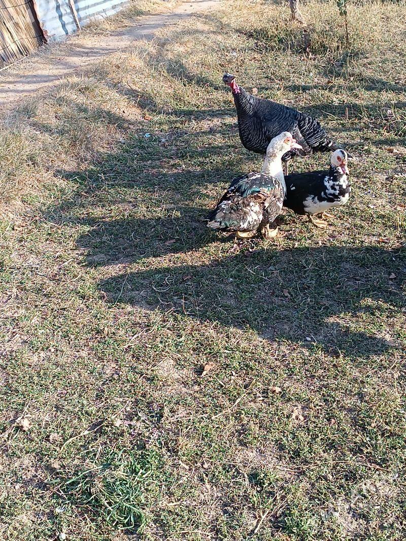 İndautka - Mary - img 2