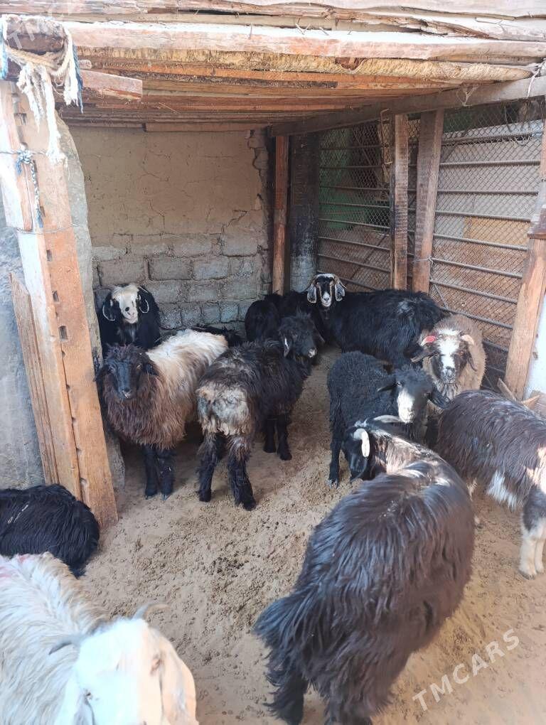 TOKLY - Hitrowka - img 2