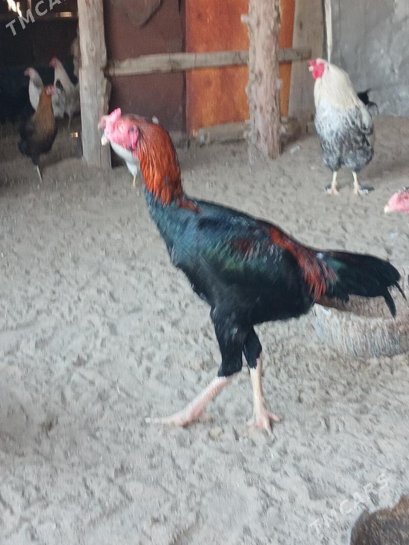 baysok - Джебел - img 2