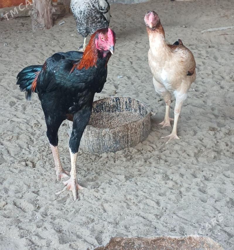 baysok - Джебел - img 4