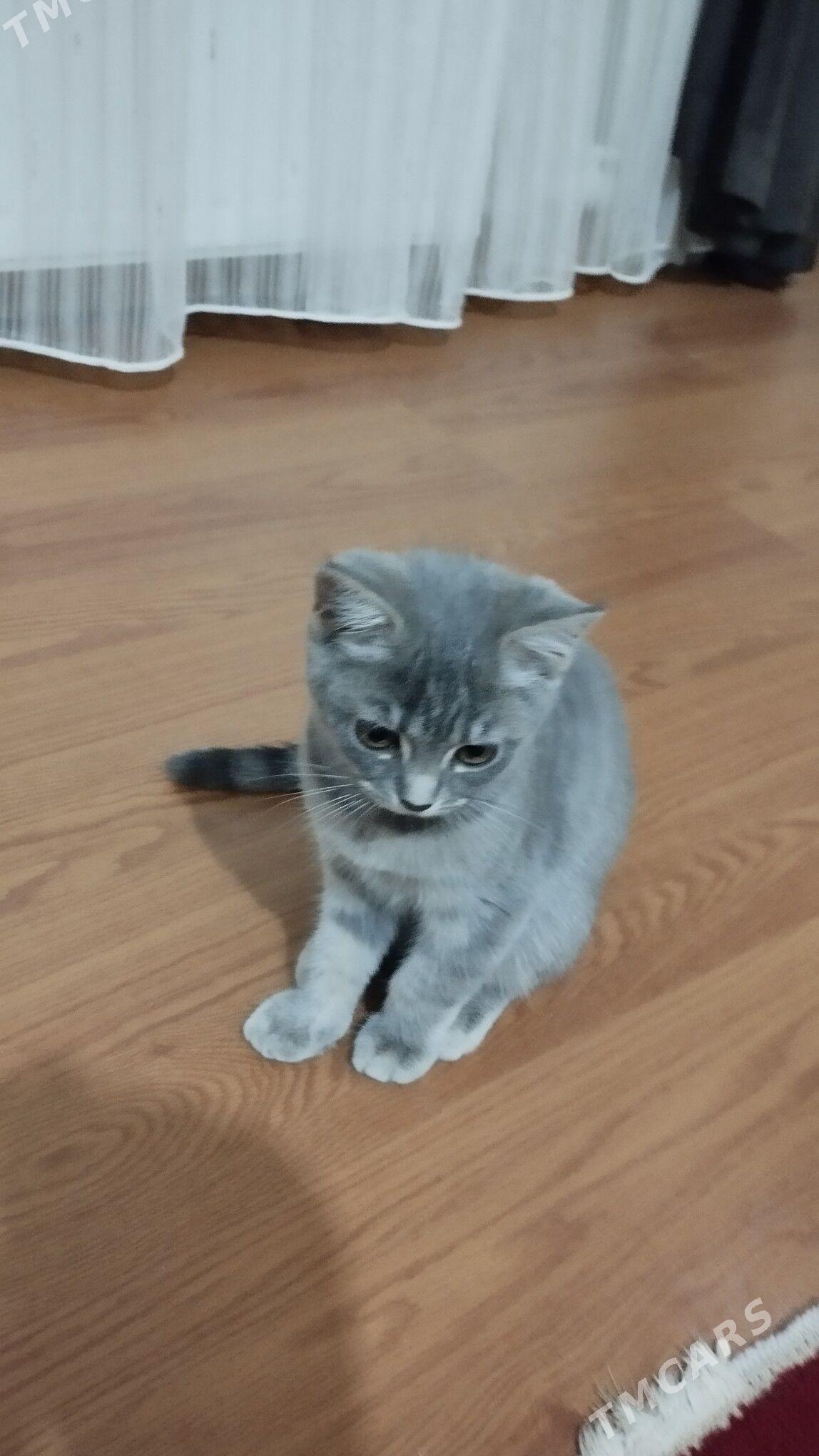 şotland - Туркменабат - img 2