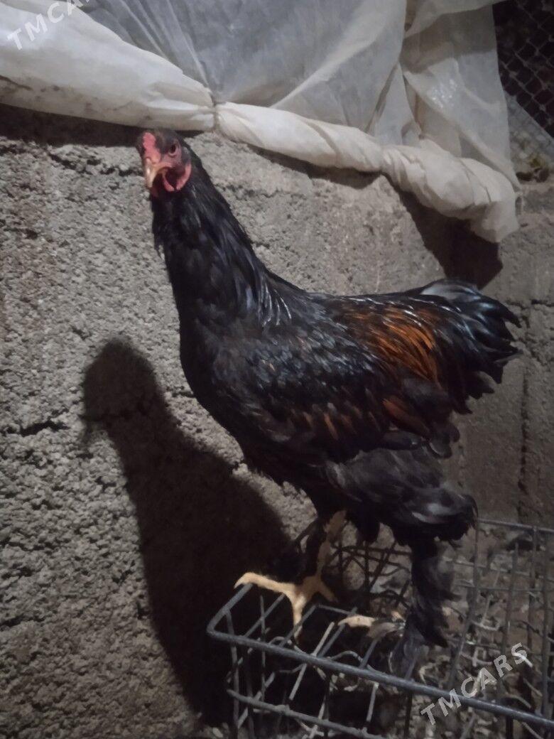 Brama Laset - Херрикгала - img 2