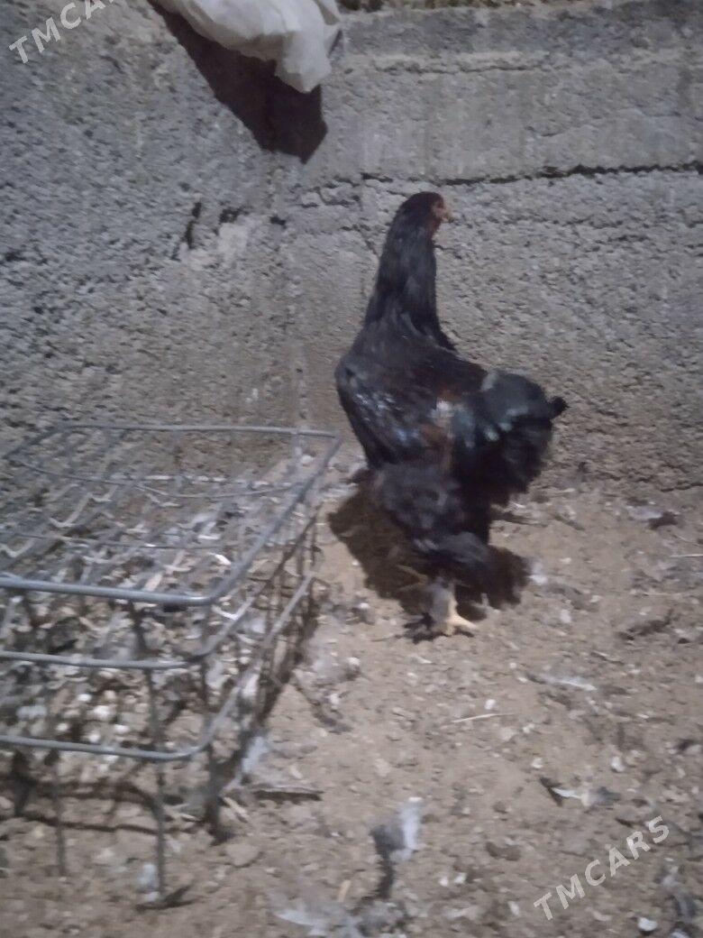 Brama Laset - Херрикгала - img 3