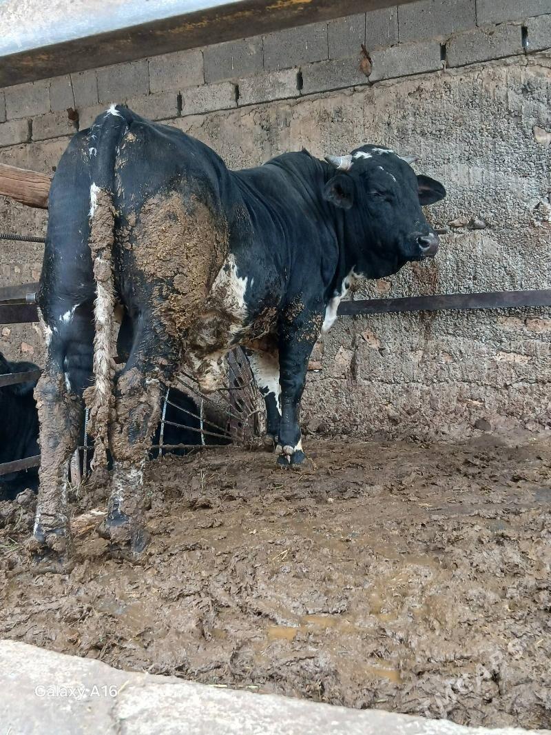 okuz - Ашхабад - img 2