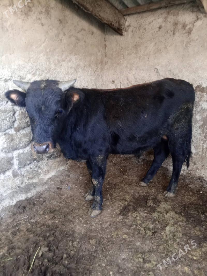 Okuz - Ашхабад - img 2