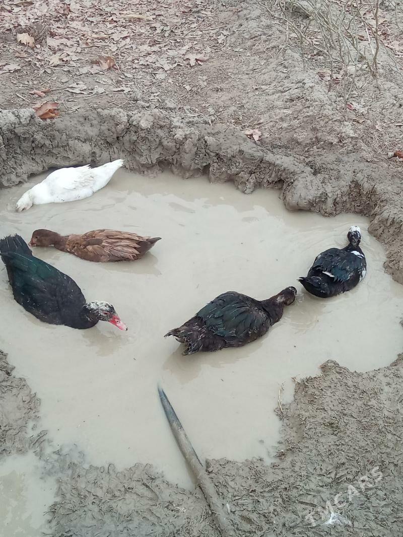 ördek - Яшлык - img 8