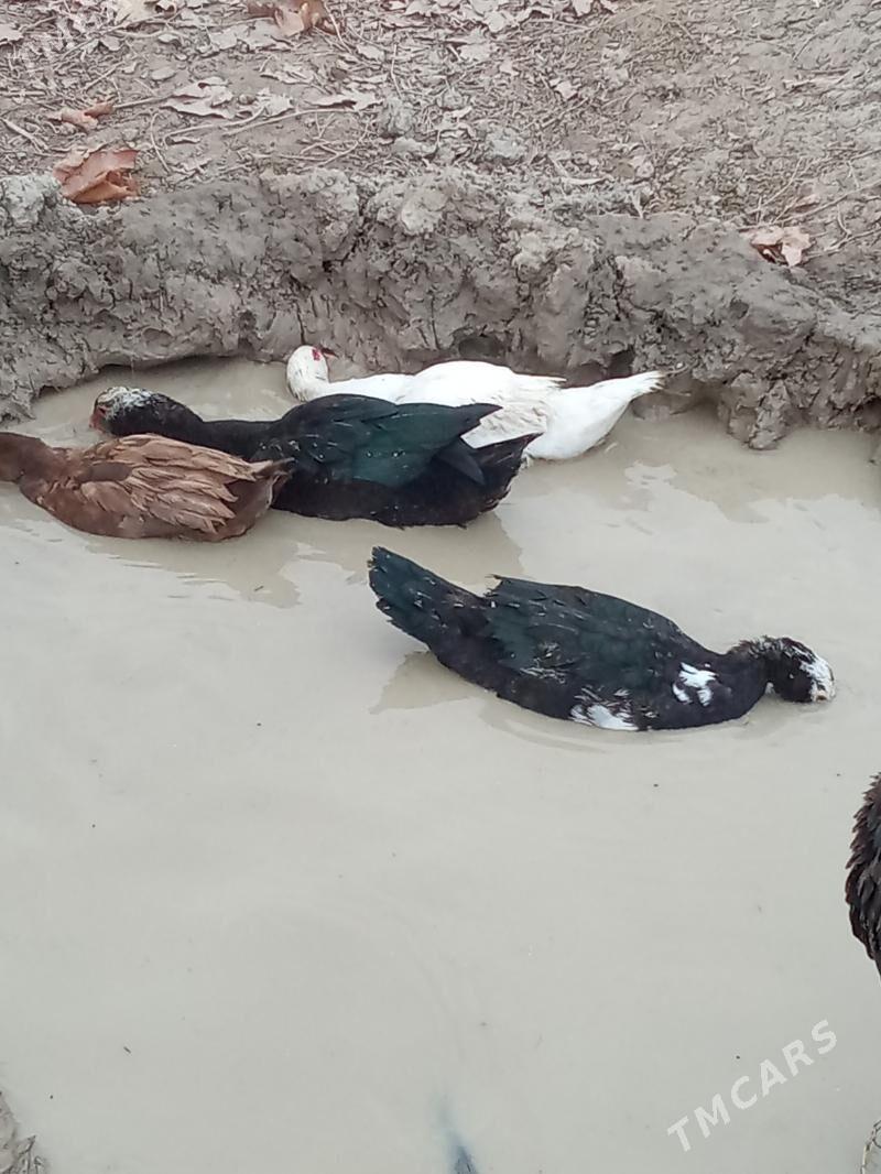 ördek - Яшлык - img 6