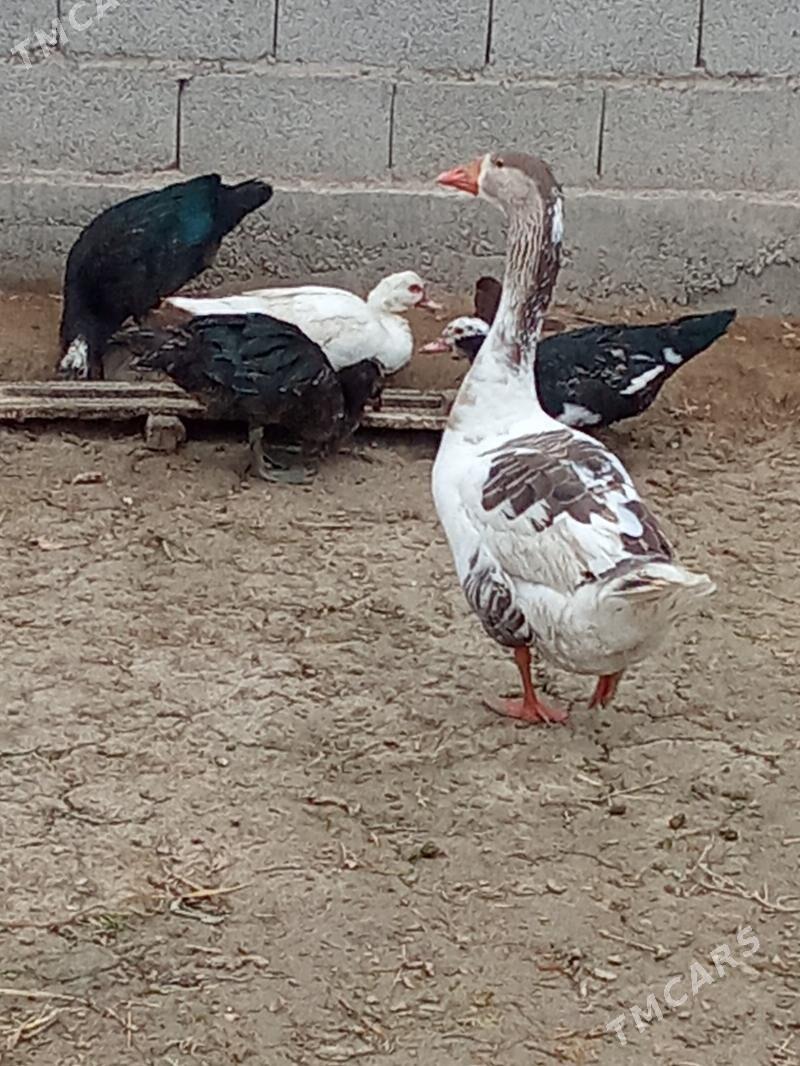 ördek - Яшлык - img 9