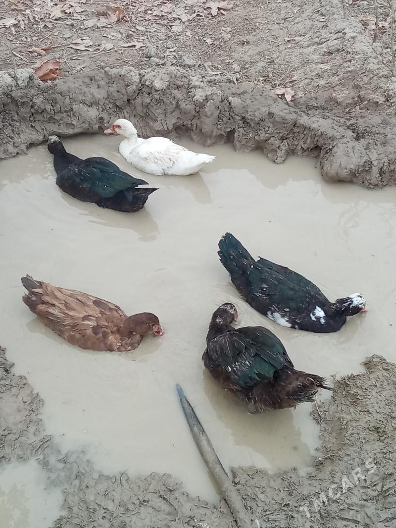 ördek - Яшлык - img 7