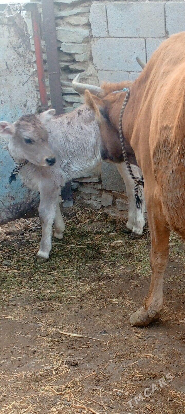 golei sygyr - Bäherden - img 5