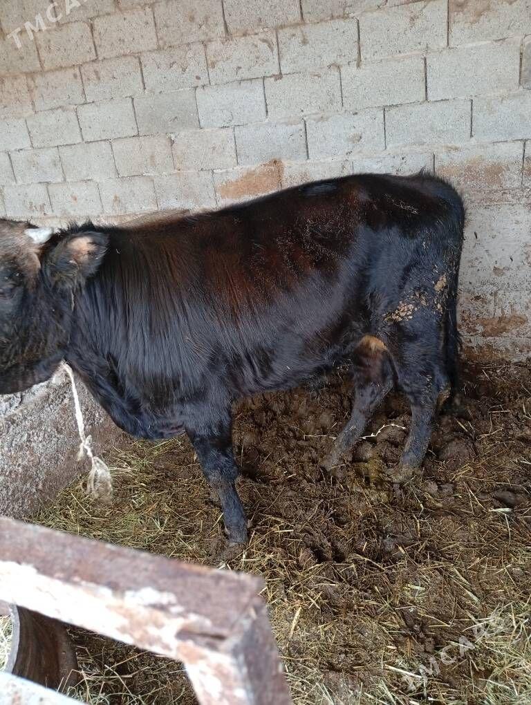 öküz - Гёкдже - img 3