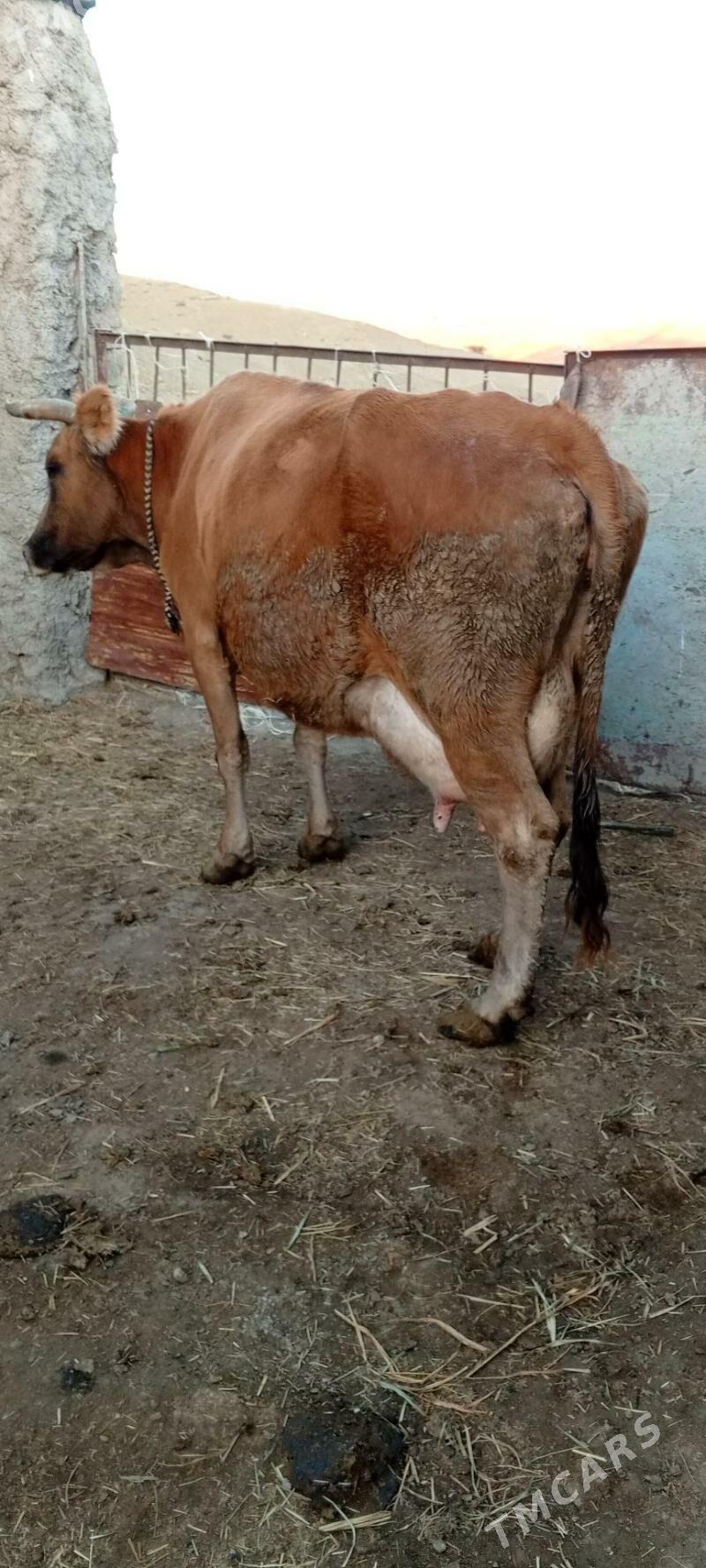 golei sygyr - Bäherden - img 3