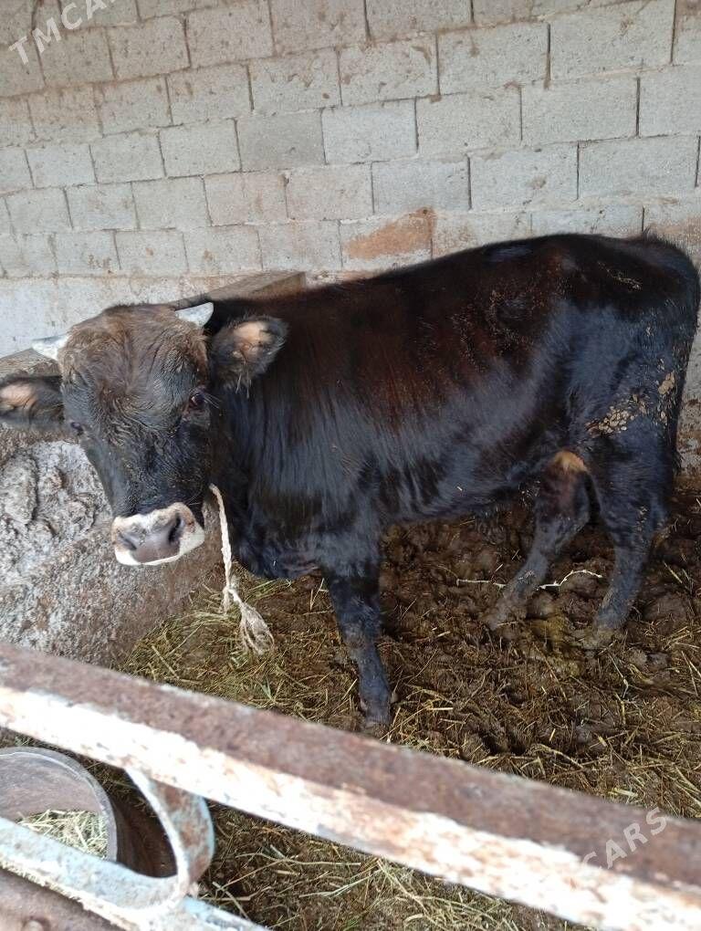 öküz - Гёкдже - img 2