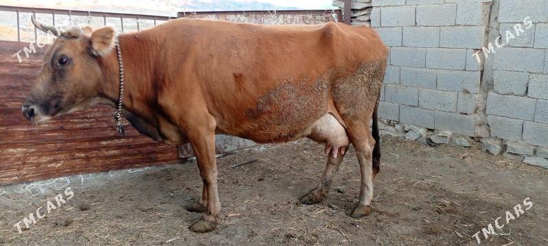 golei sygyr - Bäherden - img 4