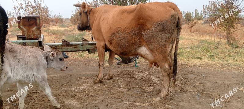 golei sygyr - Bäherden - img 2
