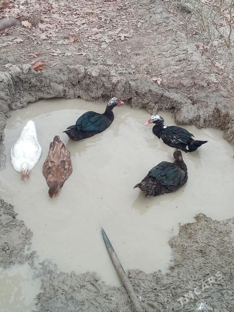 ördek - Яшлык - img 5