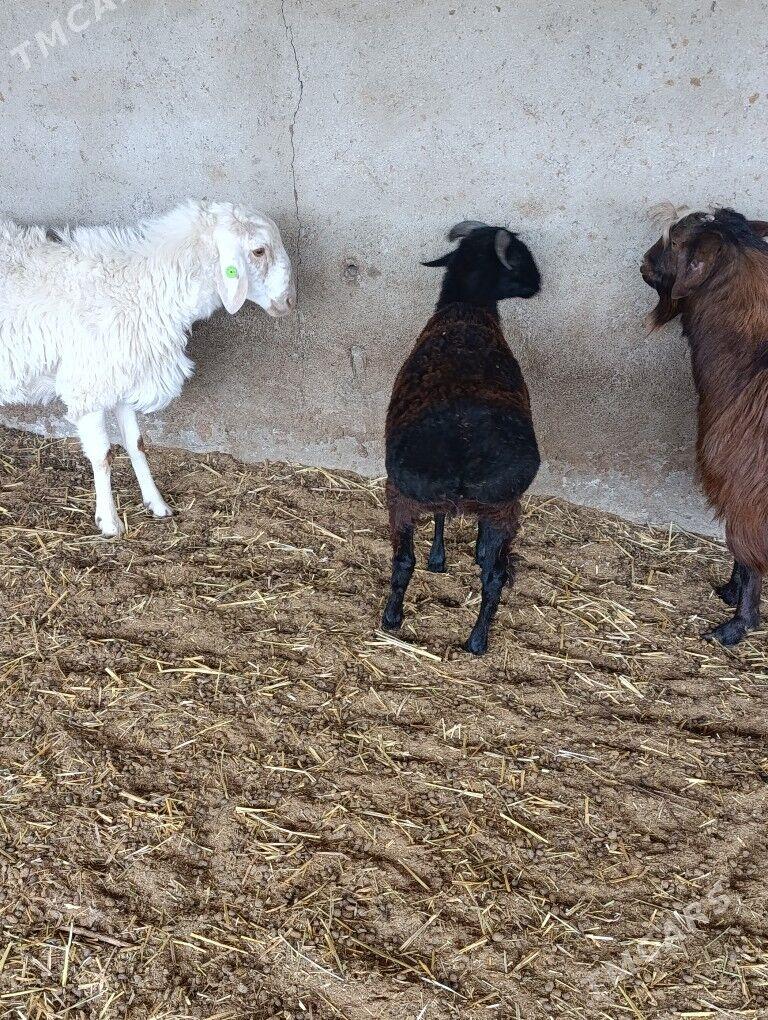 Biçilen ak goç - Bagyr - img 2