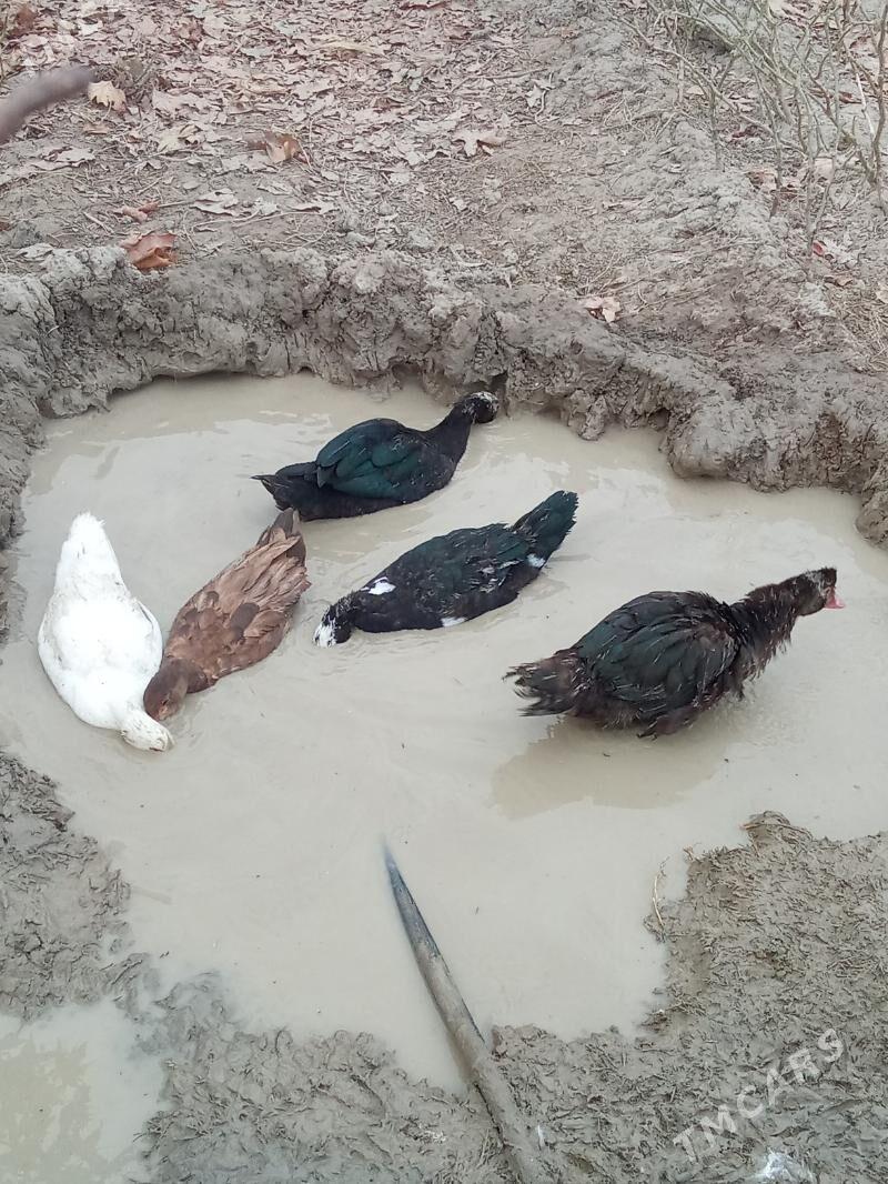 ördek - Яшлык - img 4