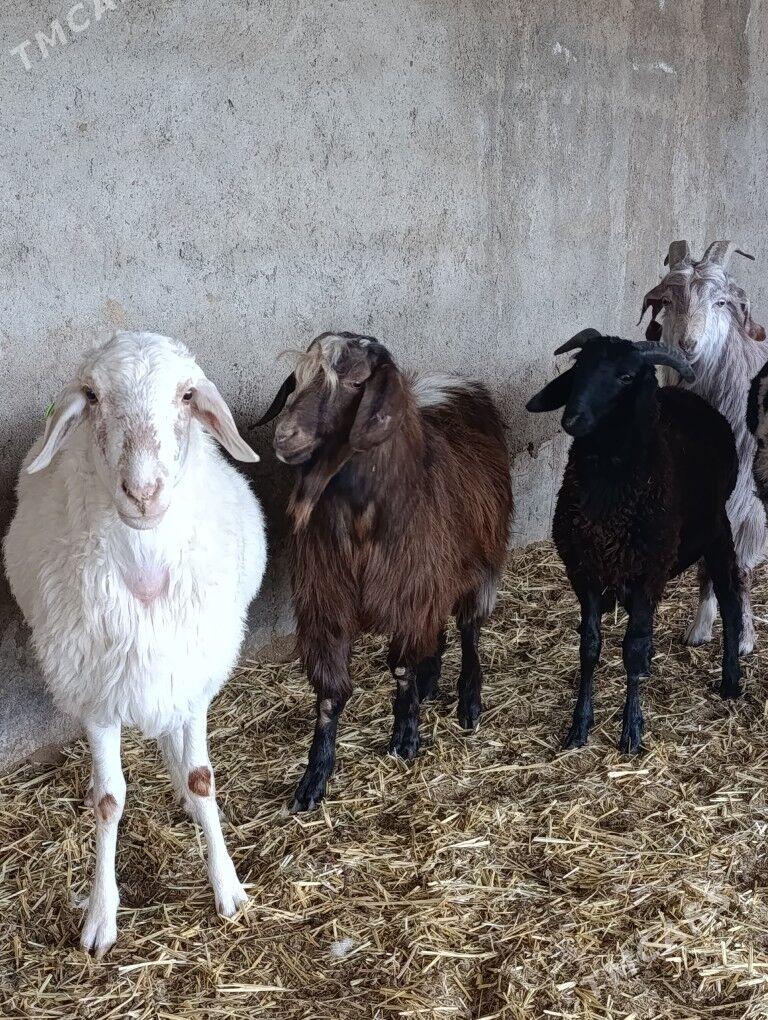 Biçilen ak goç - Bagyr - img 3