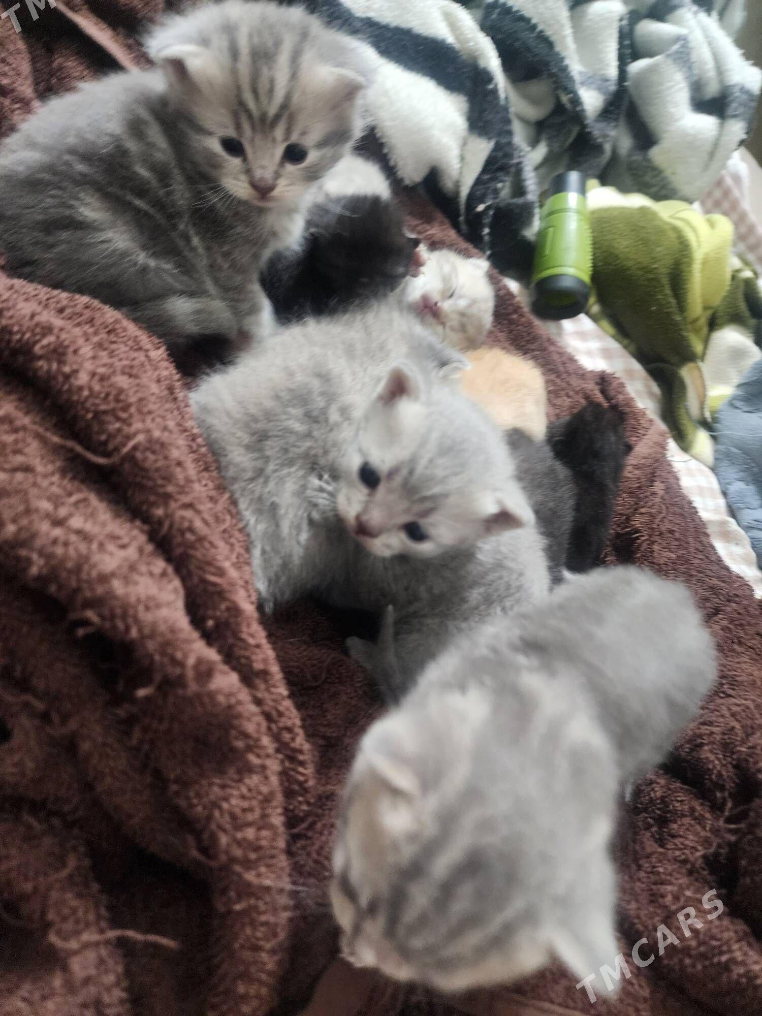 Шотландские котята - Ашхабад - img 9