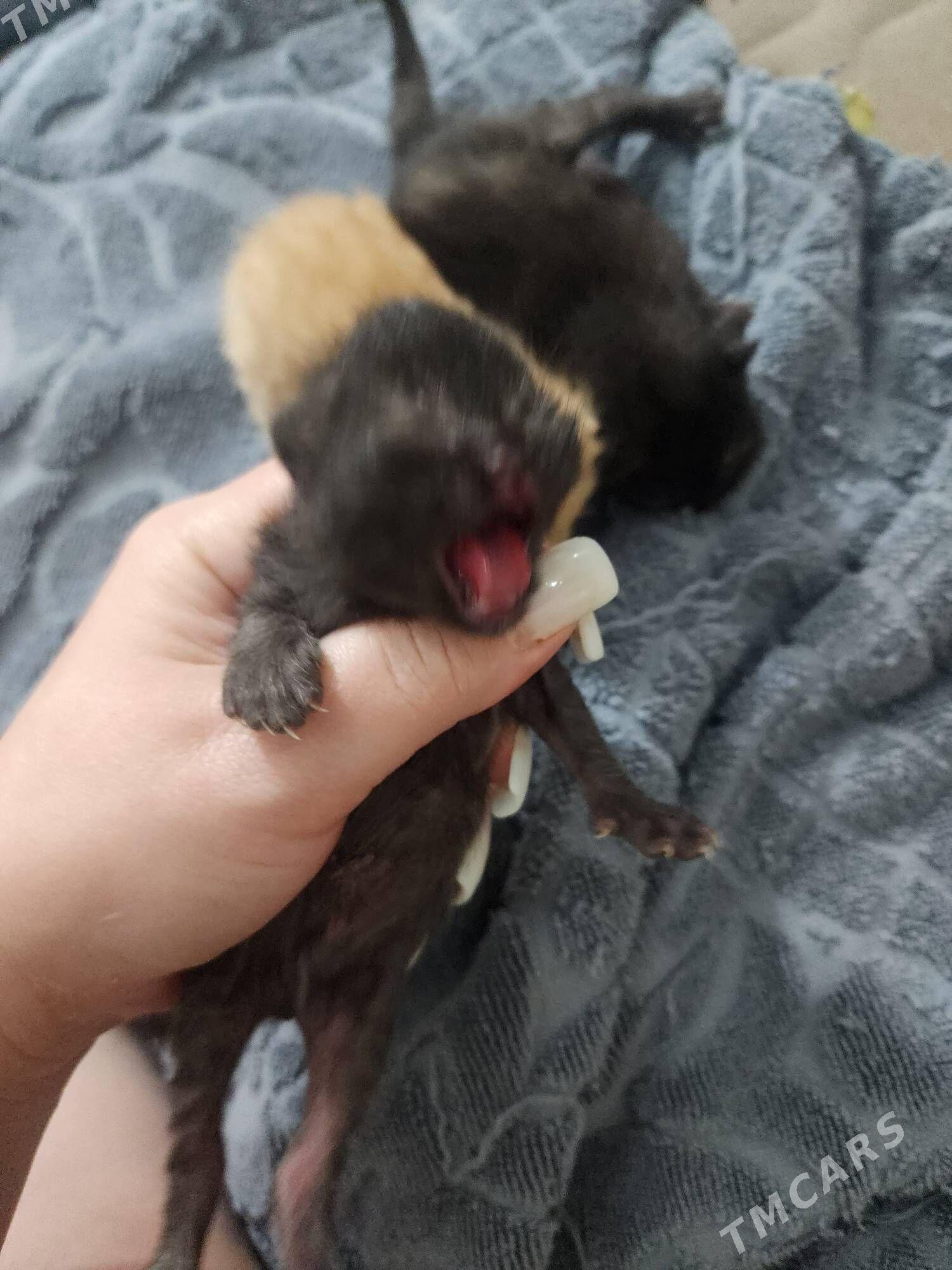 Шотландские котята - Ашхабад - img 5