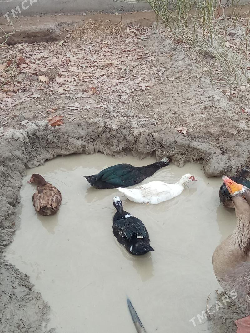 ördek - Яшлык - img 2