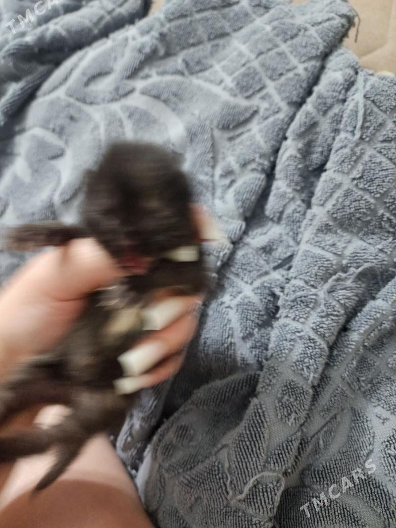 Шотландские котята - Ашхабад - img 6