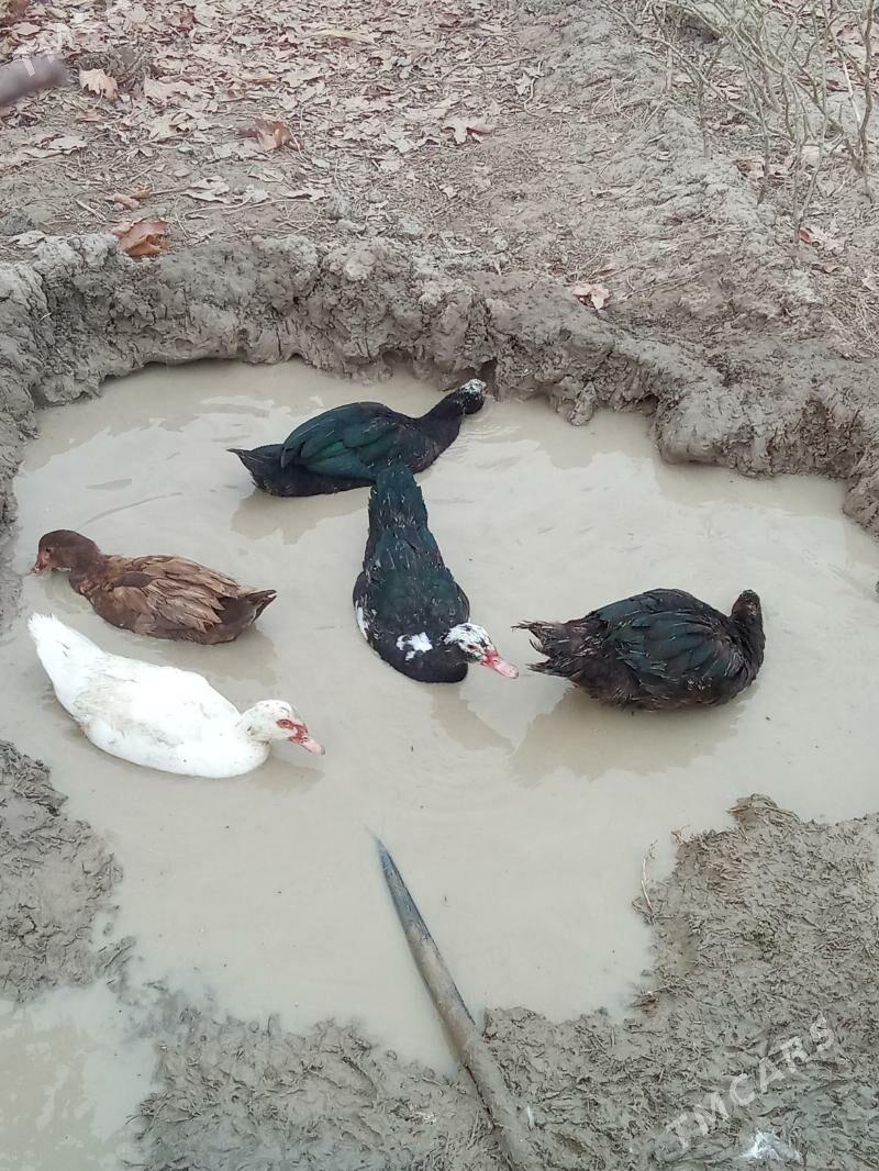 ördek - Яшлык - img 3