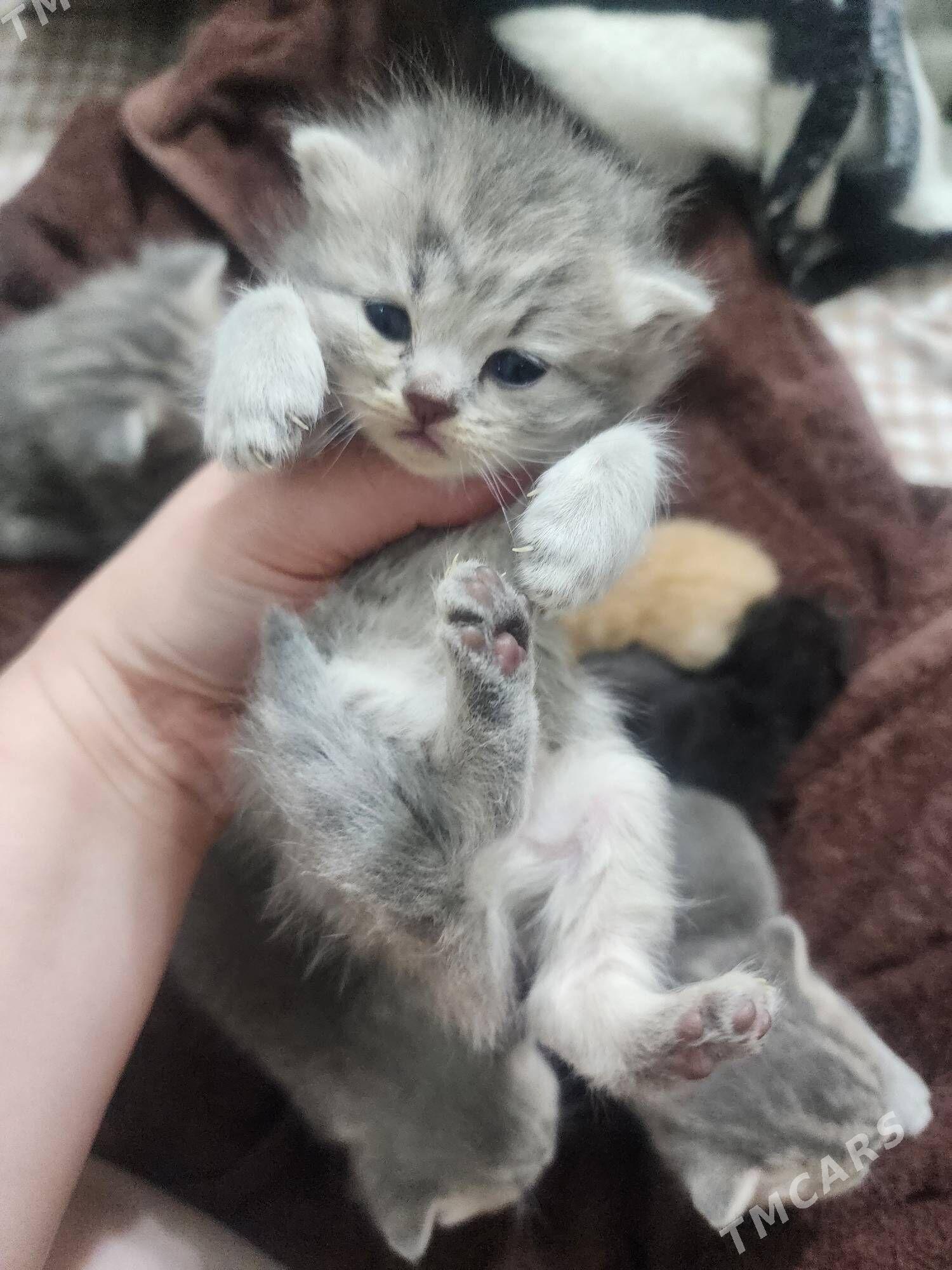 Шотландские котята - Ашхабад - img 10