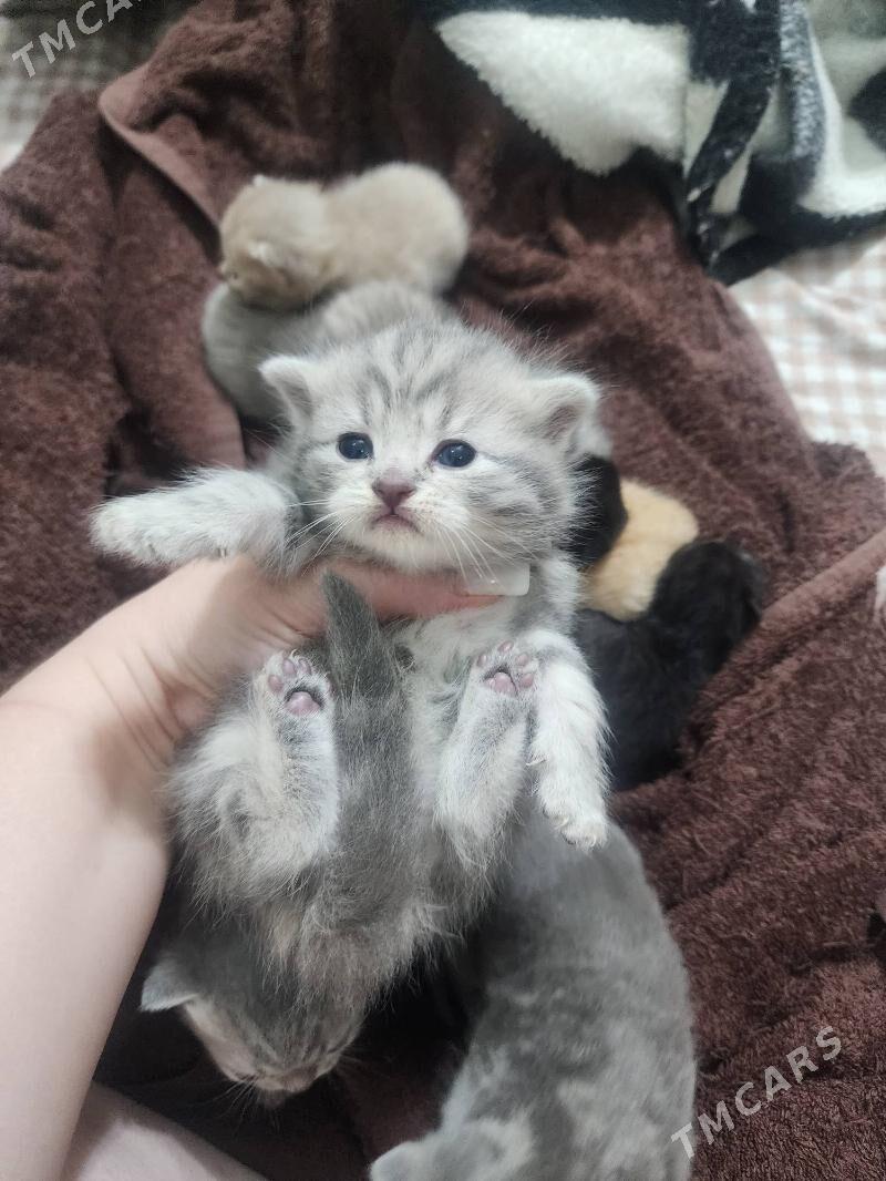 Шотландские котята - Ашхабад - img 7