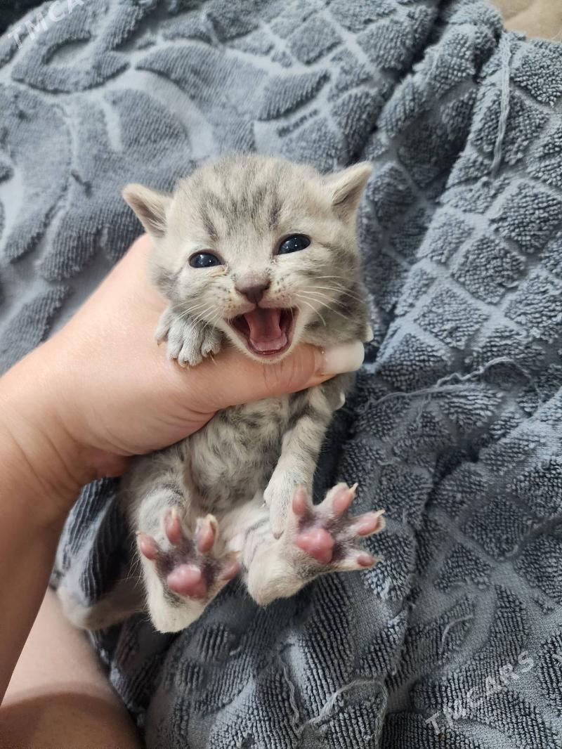 Шотландские котята - Ашхабад - img 2