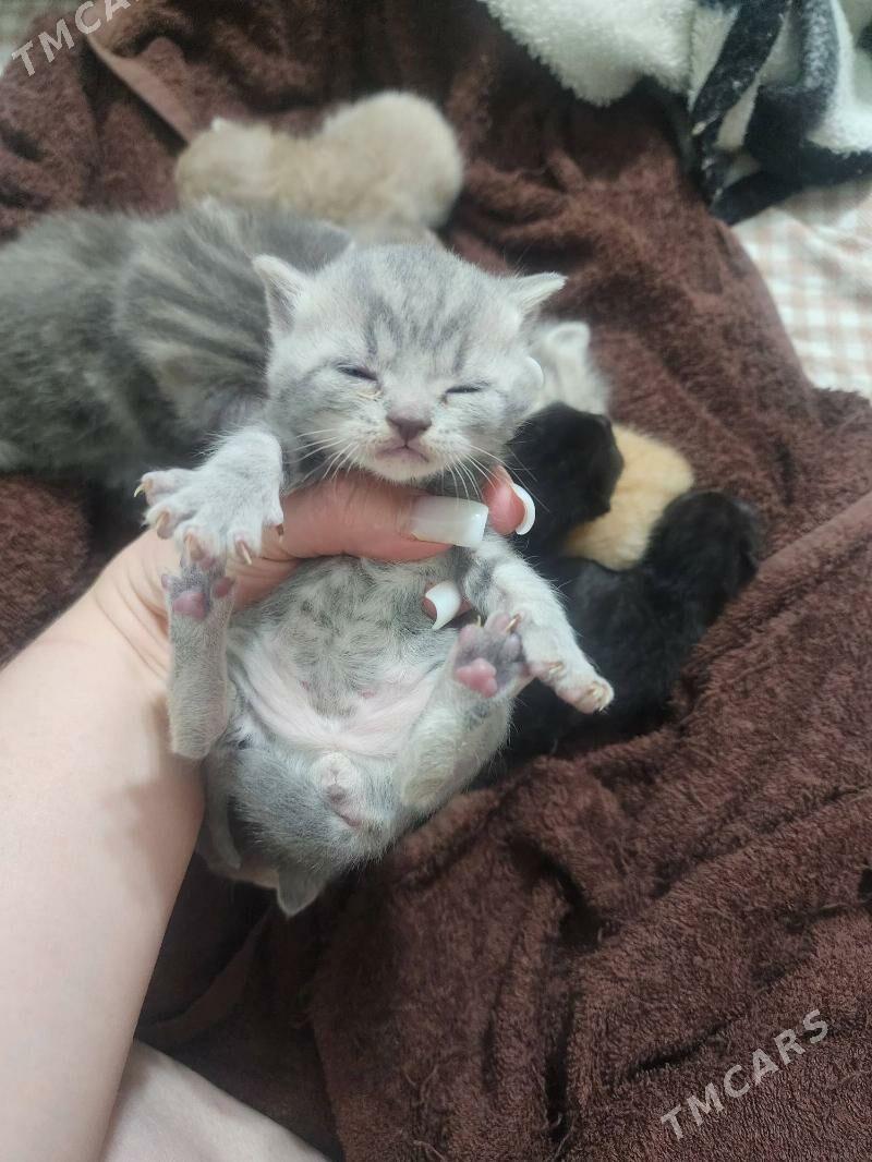 Шотландские котята - Ашхабад - img 8