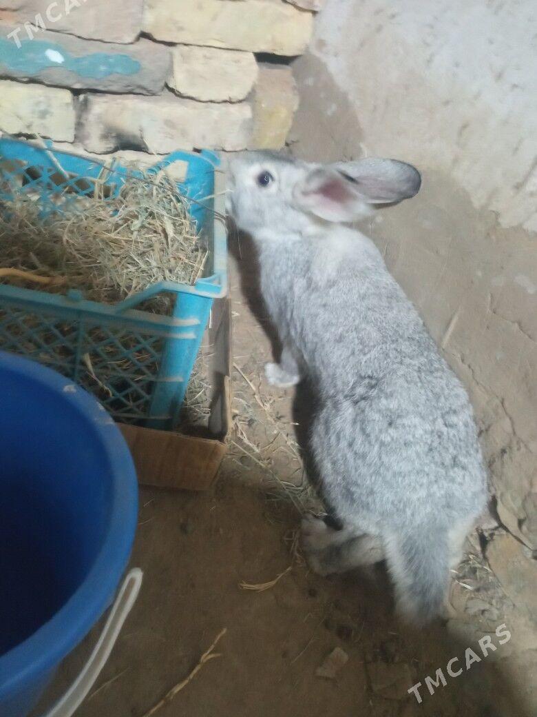 Towşan - Sakarçäge - img 2