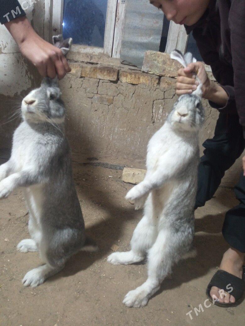 Towşan - Sakarçäge - img 3