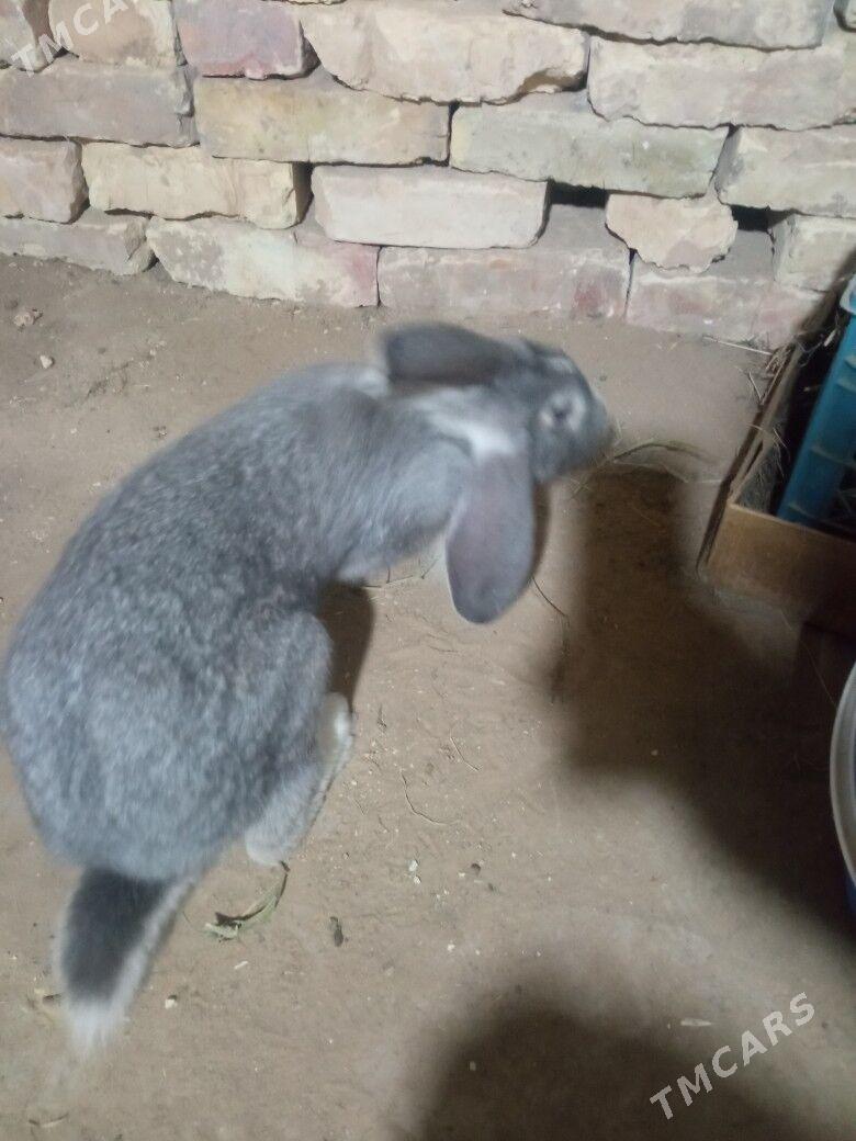 Towşan - Sakarçäge - img 4