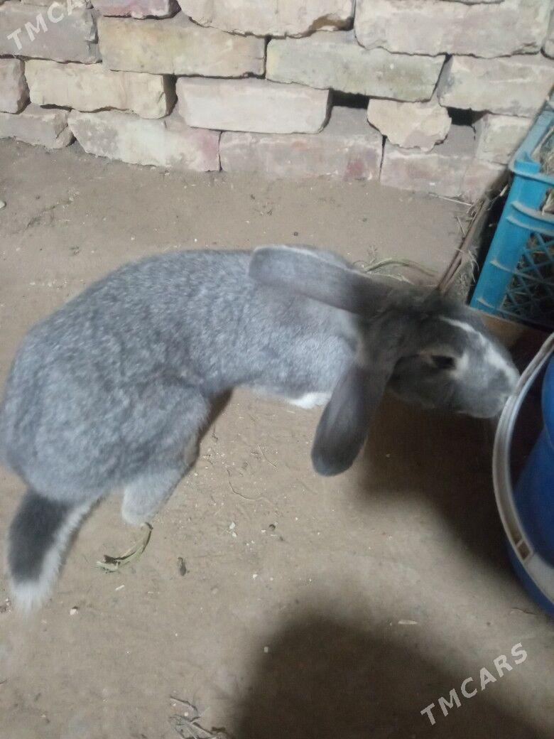 Towşan - Sakarçäge - img 5