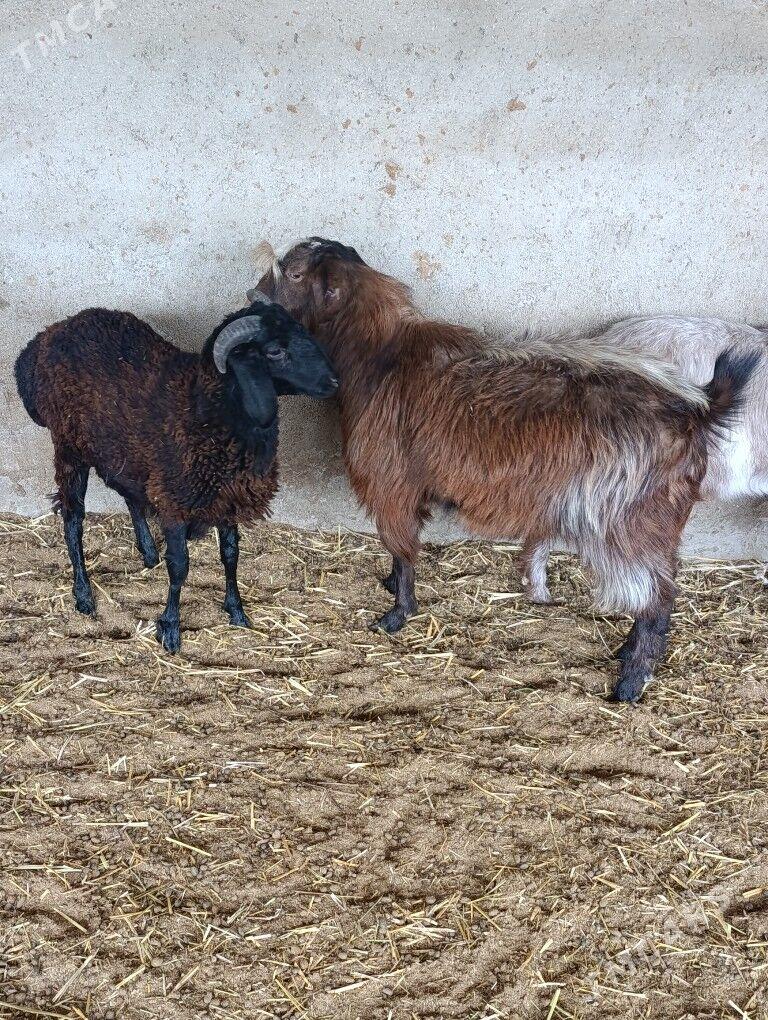 Biçilen gara goç - Bagyr - img 2