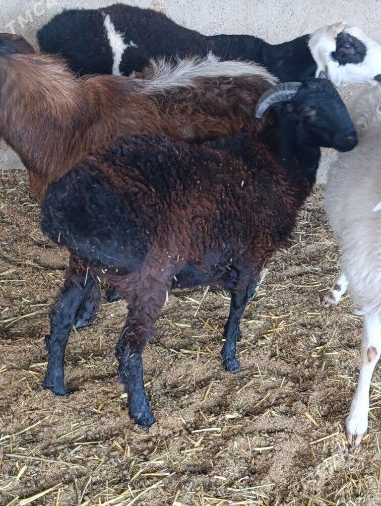 Biçilen gara goç - Bagyr - img 3