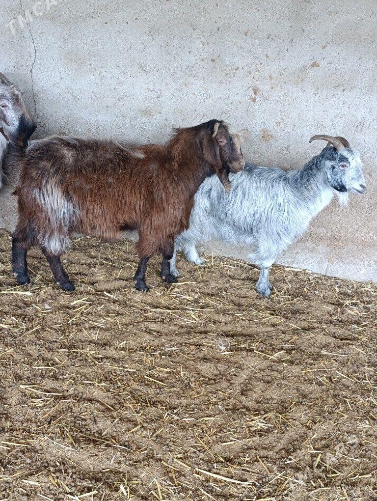 Erkeçler - Багир - img 2