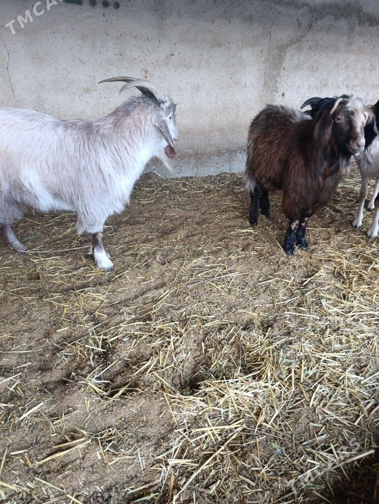 Erkeçler - Багир - img 4