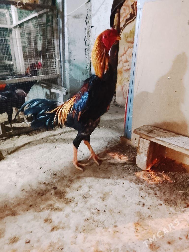 Horaz - Daşoguz - img 2